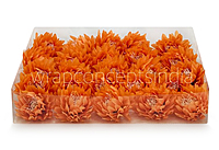 Tangerine Water Lily