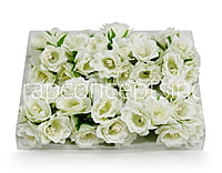 Ivory Daffodils on Stick