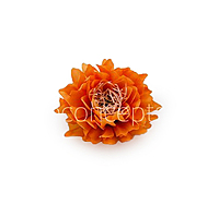 Tangerine Water Lily