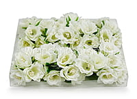 Ivory Daffodils on Stick