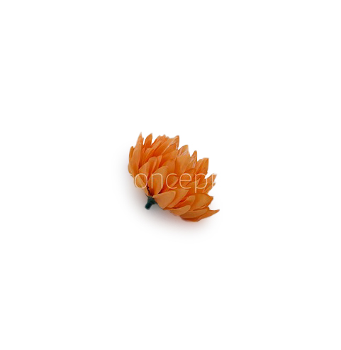 Tangerine Water Lily