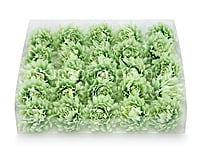 Pistachio Green Water Lily