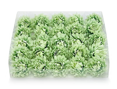 Pistachio Green Water Lily Pistachio Green Water Lily