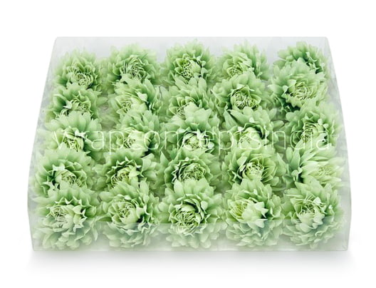 Pistachio Green Water Lily Pistachio Green Water Lily