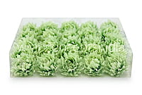 Pistachio Green Water Lily