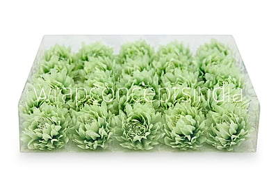 Pistachio Green Water Lily Pistachio Green Water Lily