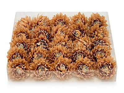 Toffee Water Lily Toffee Water Lily