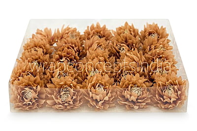 Toffee Water Lily Toffee Water Lily