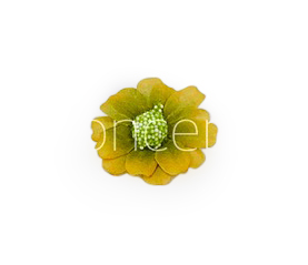 Olive Cosmos Flower