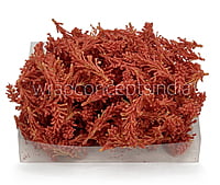 Coral Sugar Pine Leaves