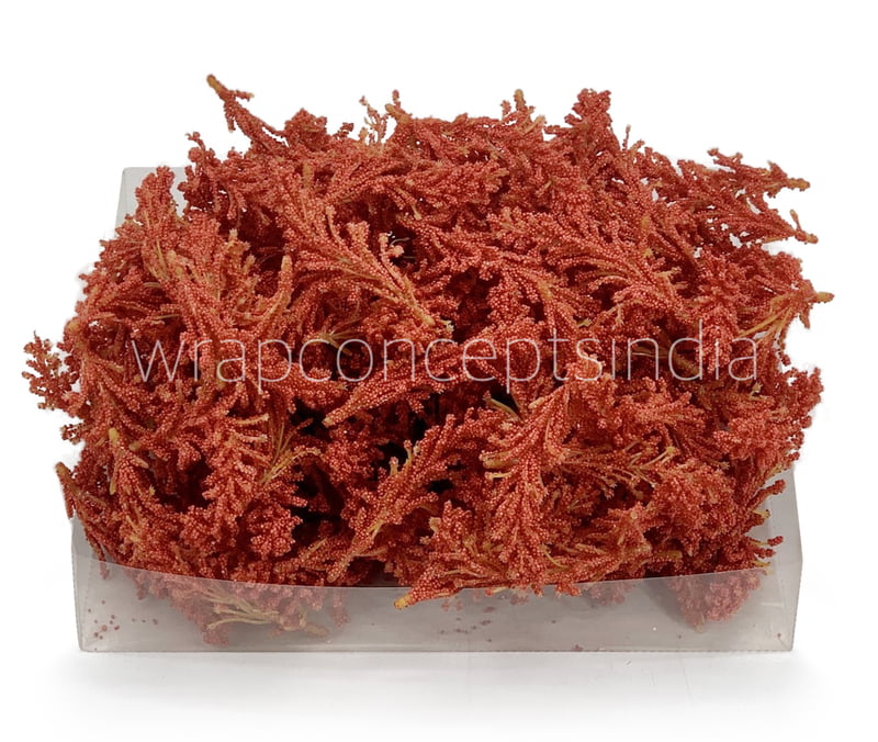 Coral Sugar Pine Leaves