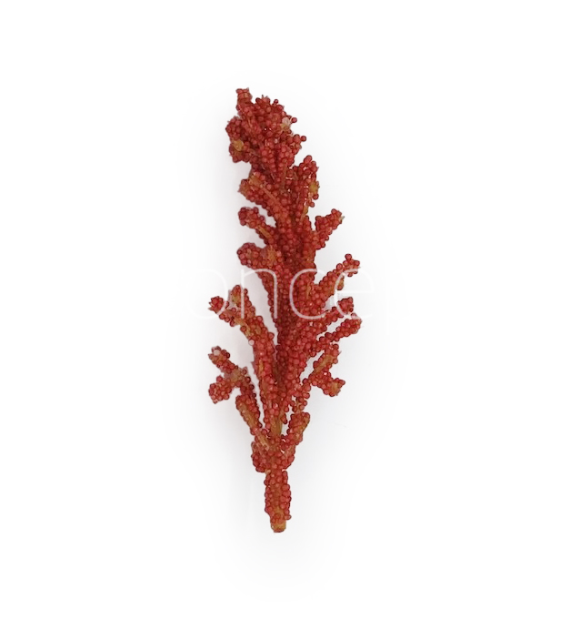 Coral Sugar Pine Leaves