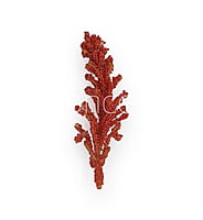 Coral Sugar Pine Leaves