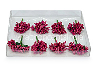 Fuchsia Pink Pollens