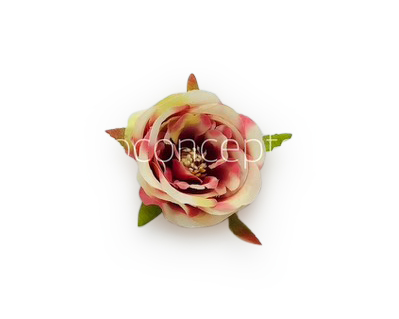 Camellia Flower - Cream with shades of Pink & Red