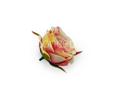 Camellia Flower - Cream with shades of Pink & Red