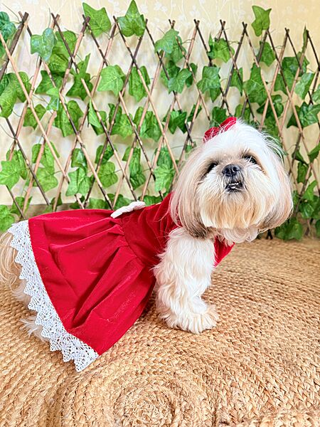 Red Velvet Dress