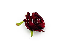 Camellia Flower - Maroon