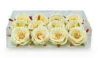 Camellia Flower-w-8002- Ivory
