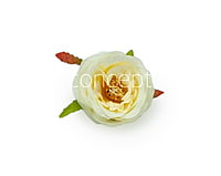 Camellia Flower-w-8002- Ivory