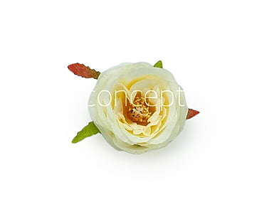 Camellia Flower-w-8002- Ivory