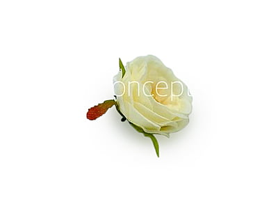 Camellia Flower-w-8002- Ivory