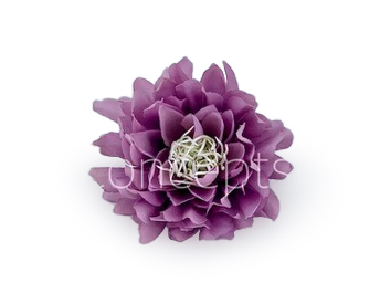Lavender Water Lily