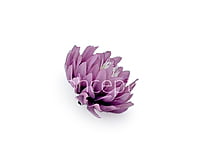 Lavender Water Lily