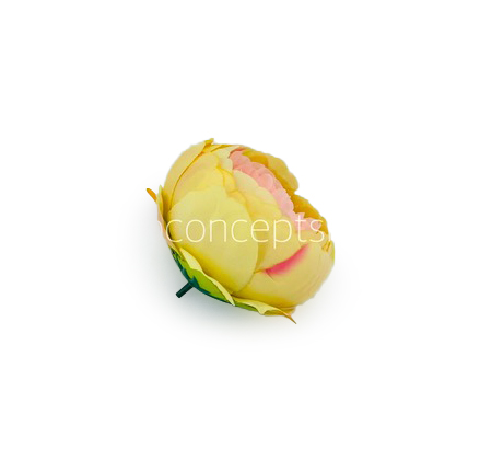 Peony - Lemon with hints of Peach