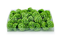 Small Carnation - Green