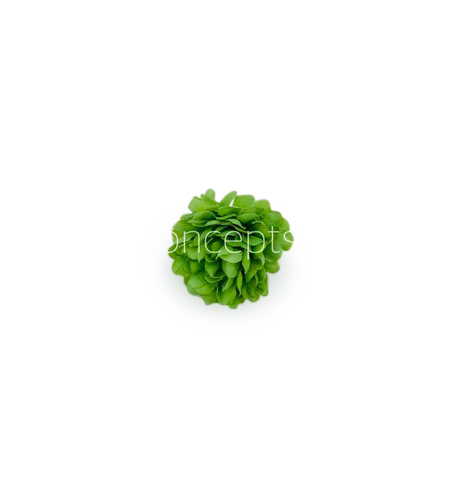 Small Carnation - Green