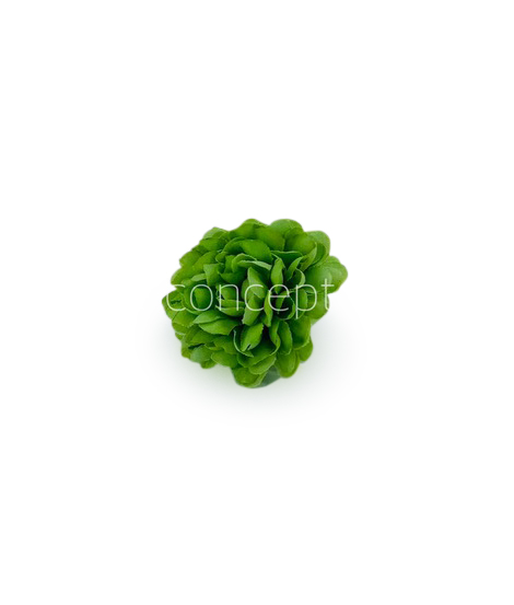 Small Carnation - Green