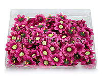 Magenta Cosmos Flower