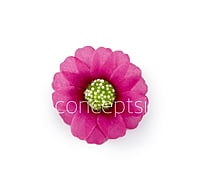 Magenta Cosmos Flower