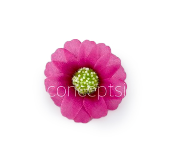 Magenta Cosmos Flower