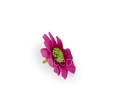 Magenta Cosmos Flower