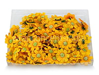 Sunshine Yellow Cosmos Flower