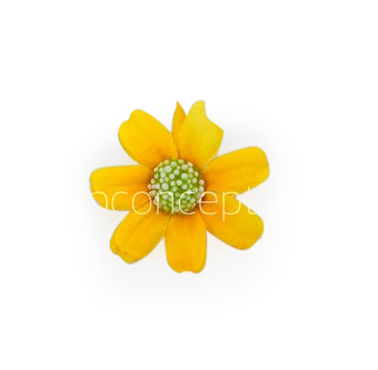 Sunshine Yellow Cosmos Flower