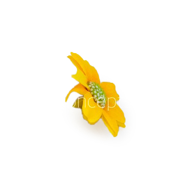 Sunshine Yellow Cosmos Flower