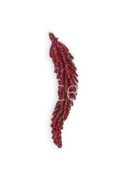 Red Fir Leaves