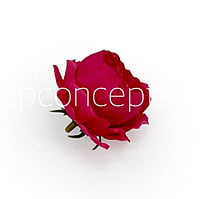 Fuchsia Pink Peonies