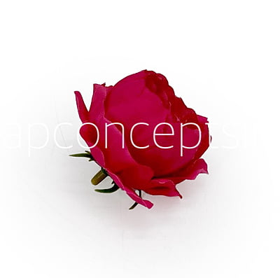 Fuchsia Pink Peonies