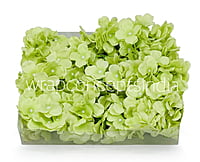 Lime Hydrangeas