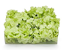 Lime Hydrangeas