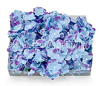 Maya Blue Hydrangeas