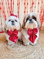 Sequin Bow Set