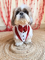 Tuxedo Bandana with Cape