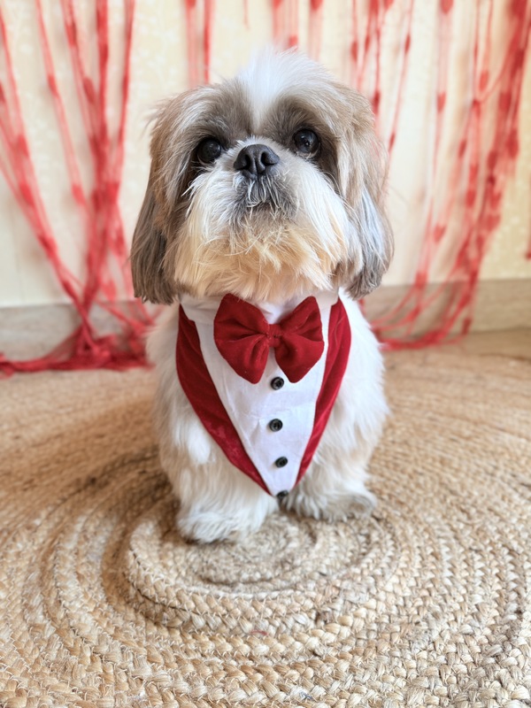 Tuxedo Bandana with Cape