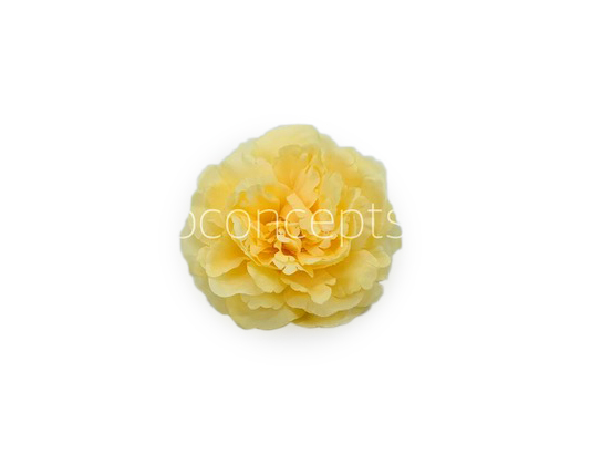 Corn Moutan Peony