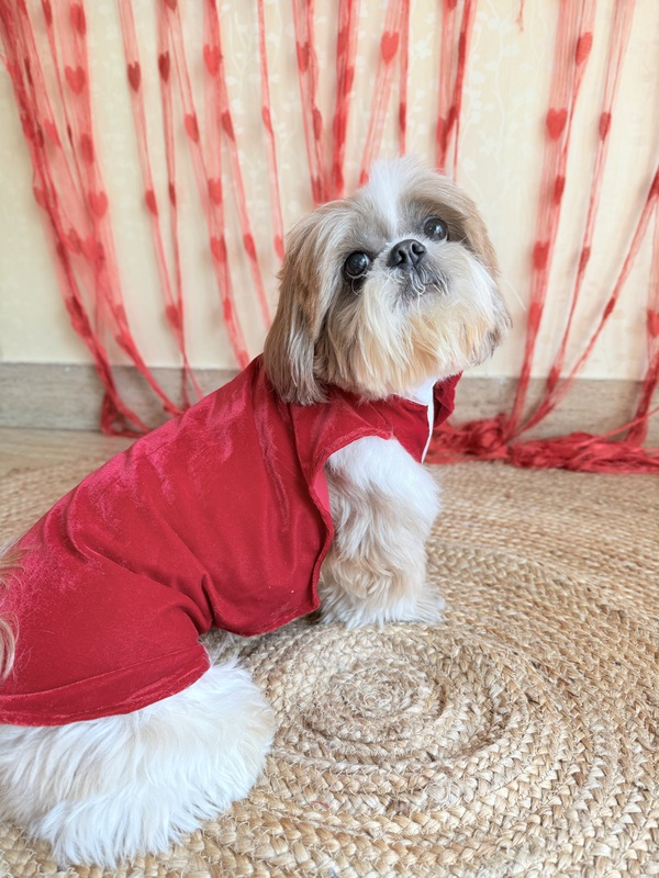 Tuxedo Bandana with Cape
